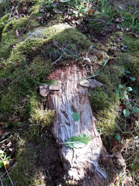land-art avec écorce