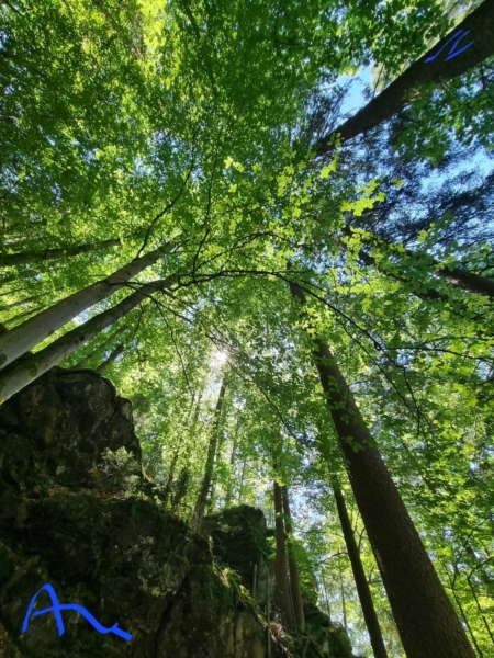 arbres vue de dessous