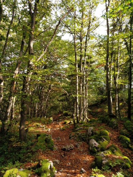 en forêt feuille d'automne sur le sol