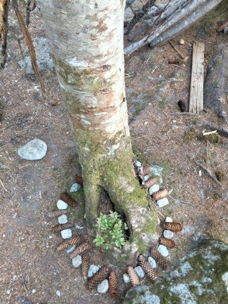 land art au pied d'un tronc